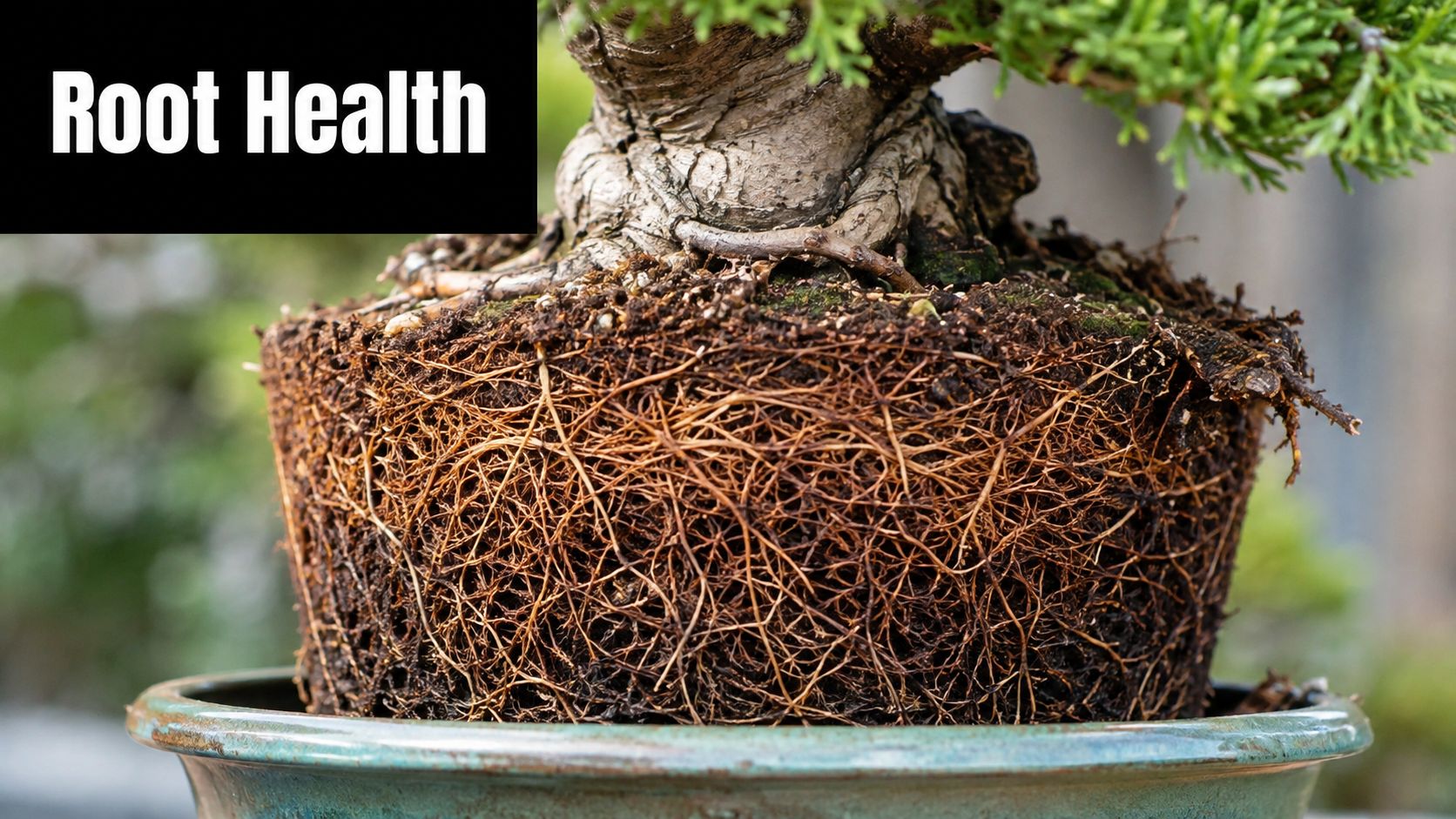 A close-up view of a bonsai tree removed from its pot, showing healthy, dense, intertwined root structures.