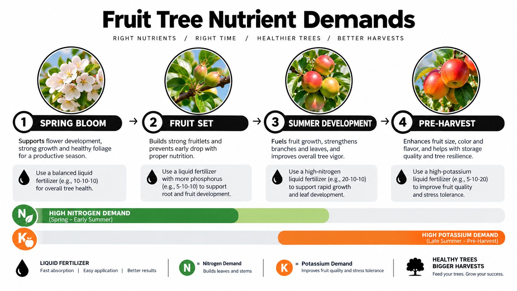 A four-step infographic showing the ideal liquid fertilizer schedule for fruit trees throughout the growing season.