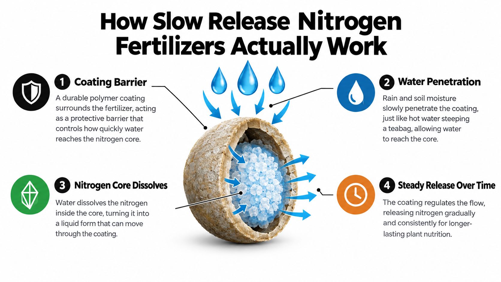 An infographic showing the four stages of how slow release nitrogen fertilizer works using a protective coating.