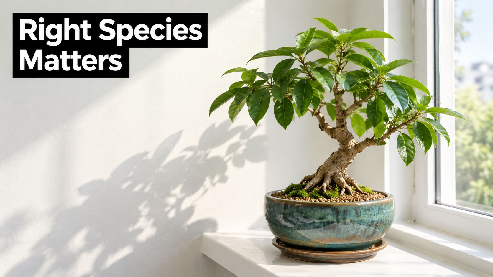 A small bonsai tree with vibrant green leaves sitting in a decorative pot on a bright windowsill.