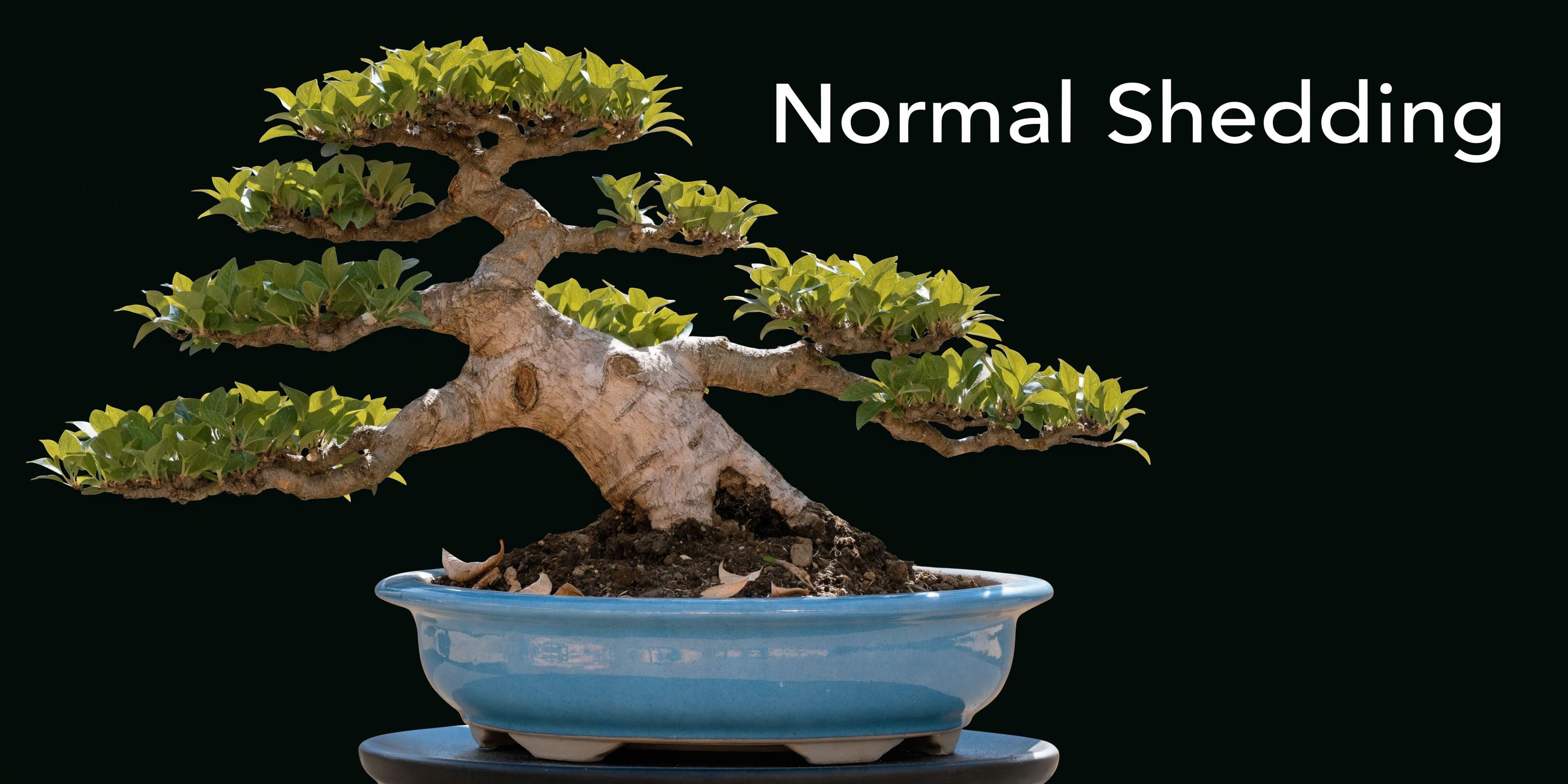 A healthy bonsai tree planted in a blue ceramic pot against a plain black background.