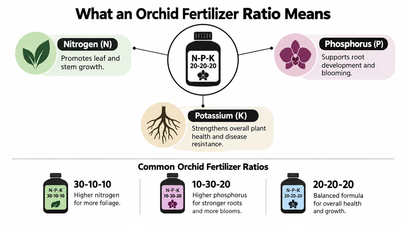 An infographic explaining N-P-K orchid fertilizer ratios, defining nitrogen, phosphorus, and potassium roles and common formulas.