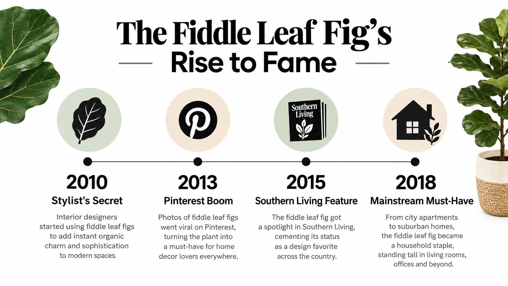 A timeline graphic showing the rise in popularity of the fiddle leaf fig plant from 2010 to 2018.