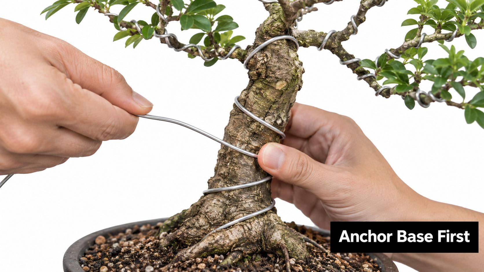 A pair of hands carefully wrapping aluminum wire around the trunk of a small bonsai tree.