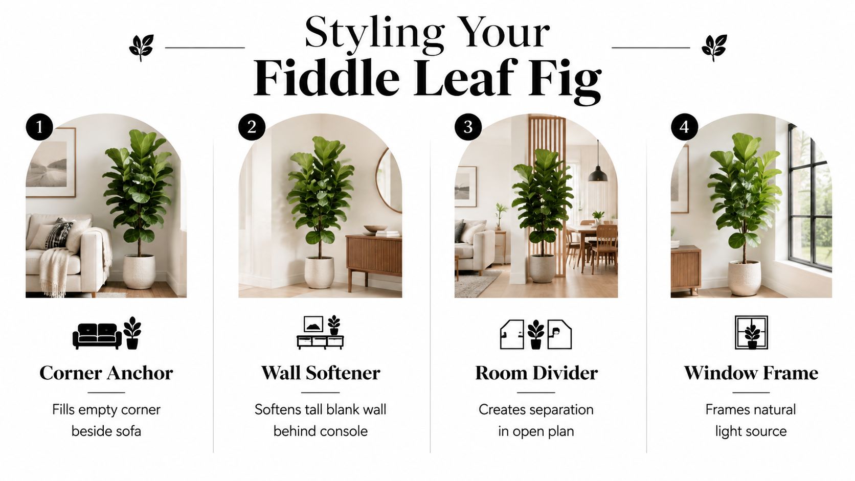 An infographic showing four interior design tips for styling a fiddle leaf fig plant in different rooms.