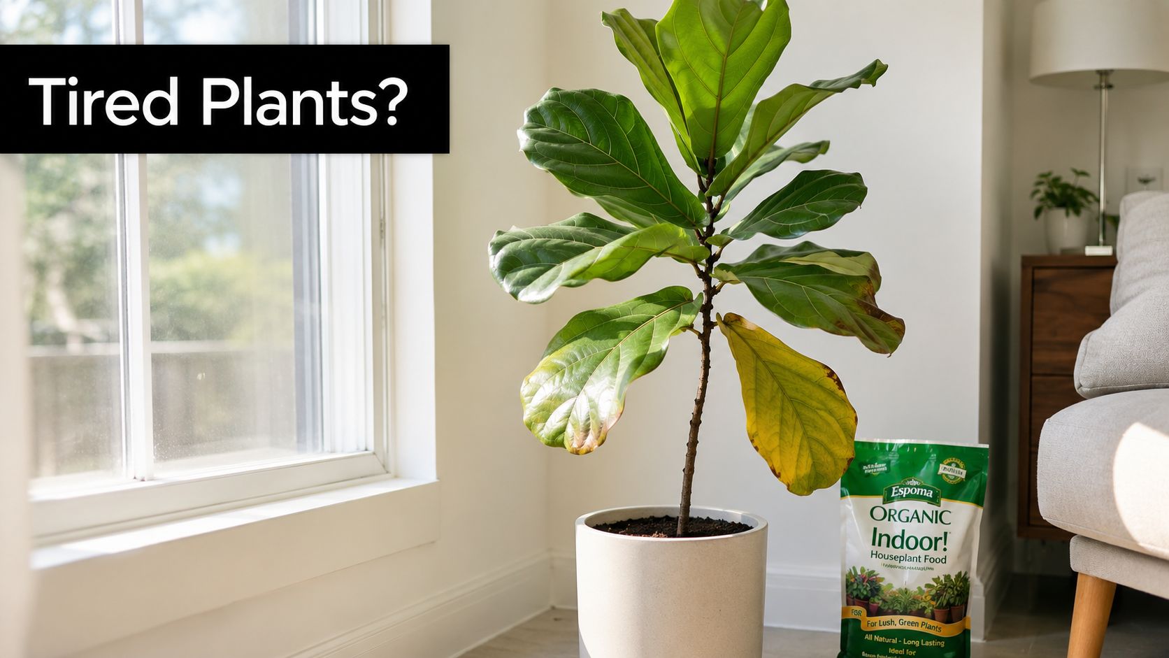 A Fiddle Leaf Fig plant with yellowing leaves next to an Espoma Organic Indoor Houseplant Food bag.