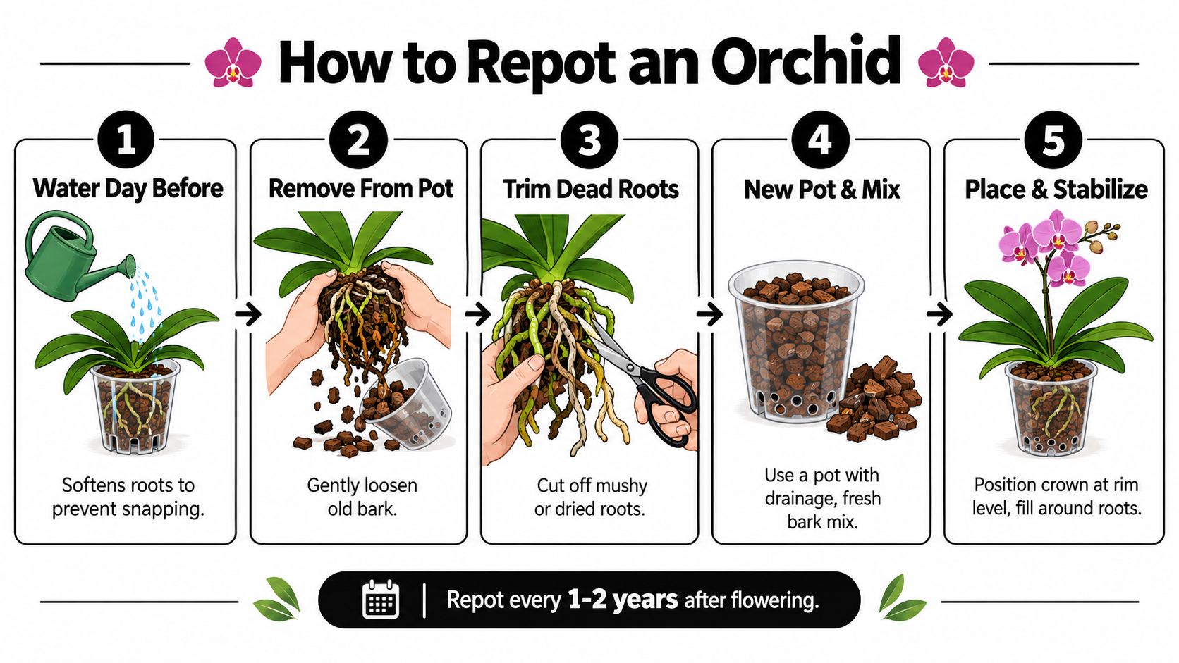 An infographic illustrating five easy steps for repotting an orchid plant into fresh bark potting mix.