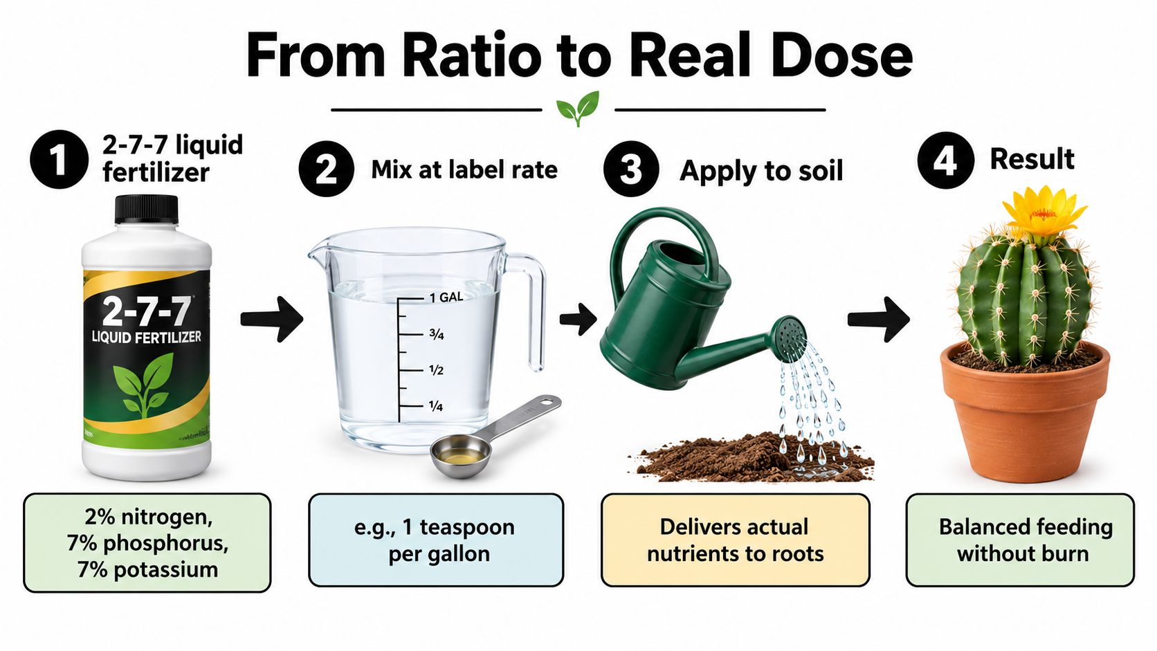A four-step infographic illustrating how to properly dilute and apply 2-7-7 liquid cactus fertilizer to soil.