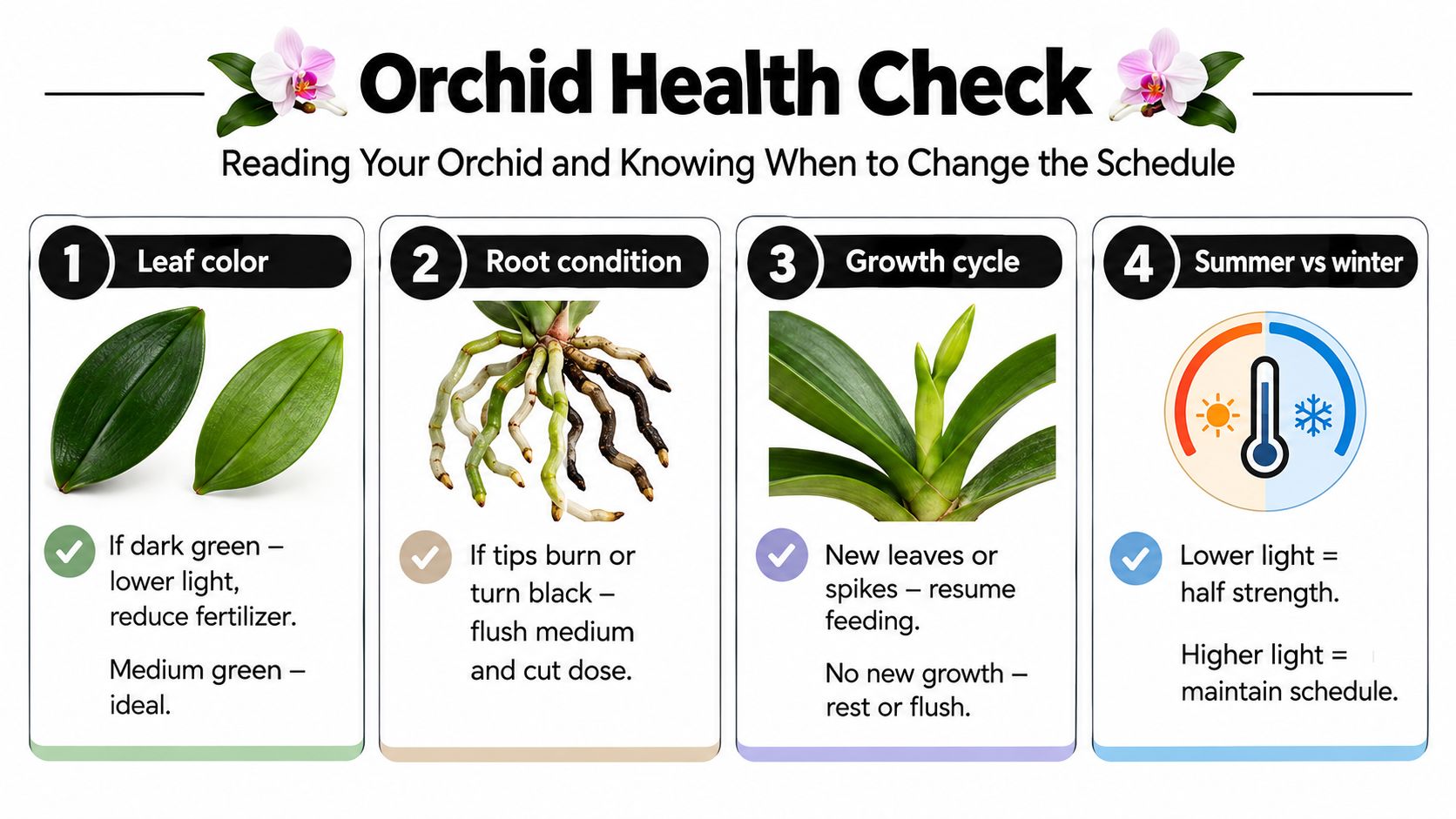 An infographic titled Orchid Health Check detailing how to adjust orchid fertilizer schedules based on visual plant indicators.