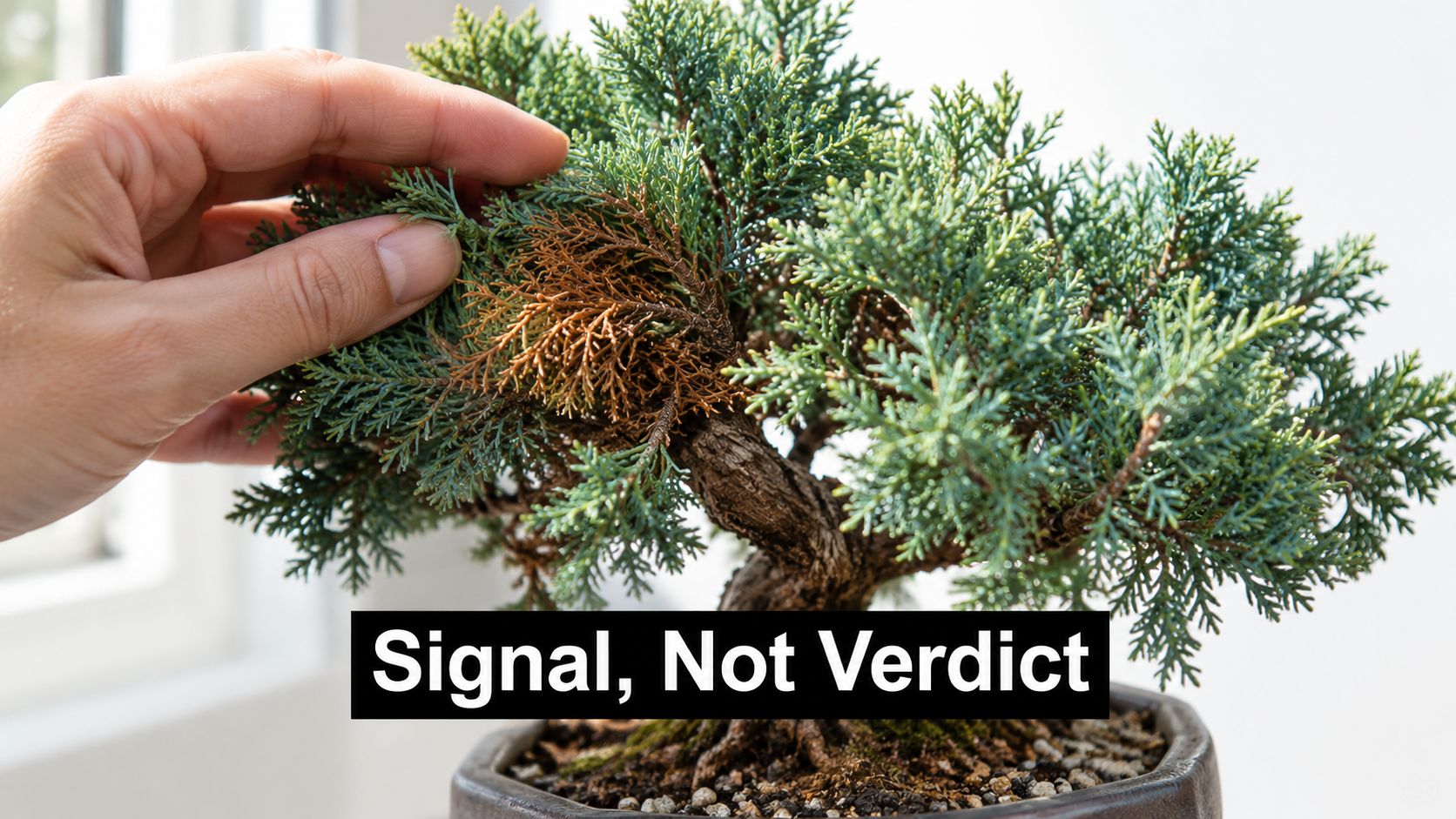 A close-up of a person touching a juniper bonsai tree showing patches of brown, dying needles.
