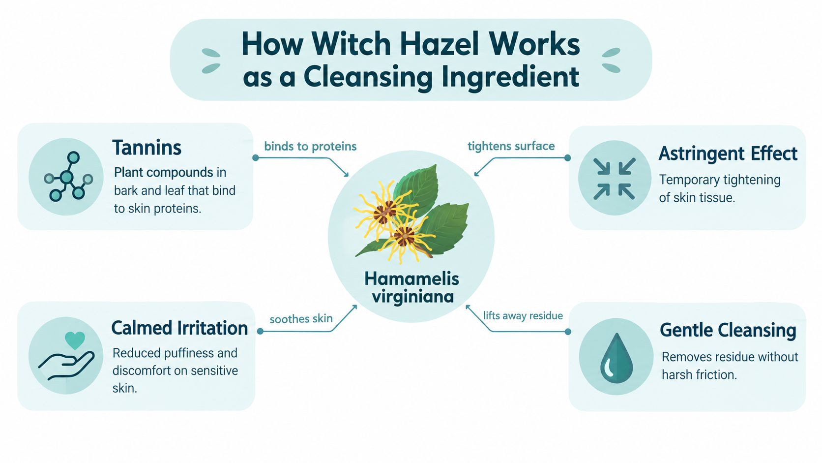 An infographic titled How Witch Hazel Works as a Cleansing Ingredient, illustrating its benefits on skin.