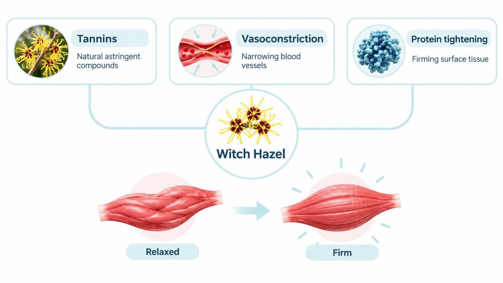 An infographic illustrating how witch hazel works through tannins, vasoconstriction, and protein tightening to firm tissues.