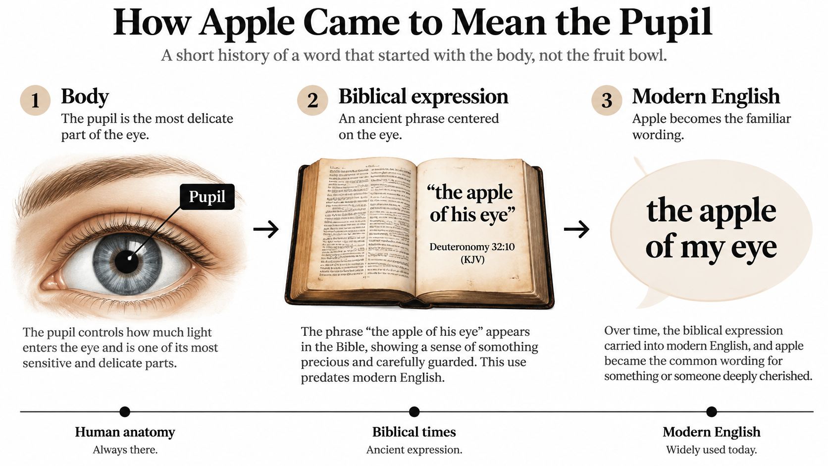 An infographic explaining the etymology of the phrase apple of my eye starting from human anatomy.