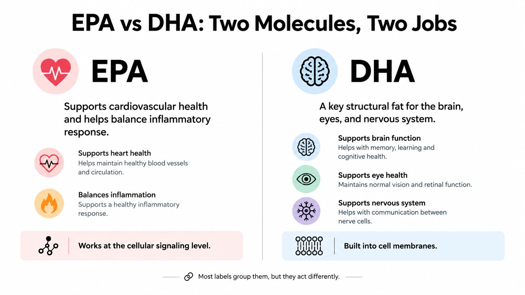 A comparison infographic detailing the distinct functions of EPA and DHA fatty acids in the human body.