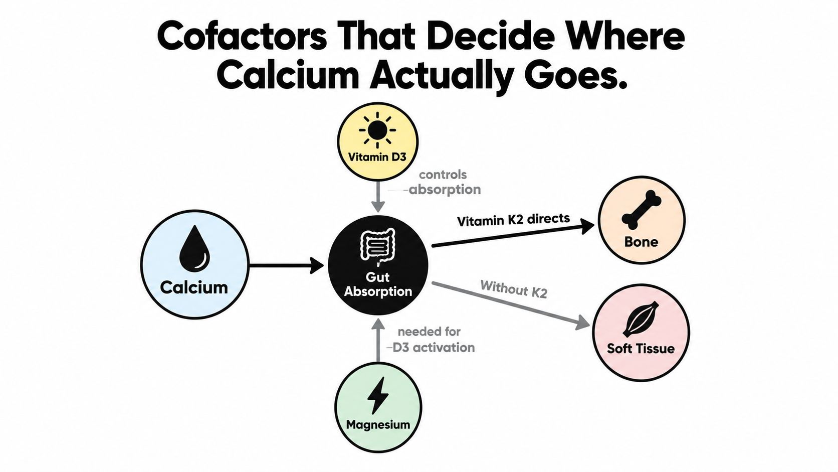 A diagram illustrating how calcium absorption is regulated by vitamin D3, magnesium, and vitamin K2.