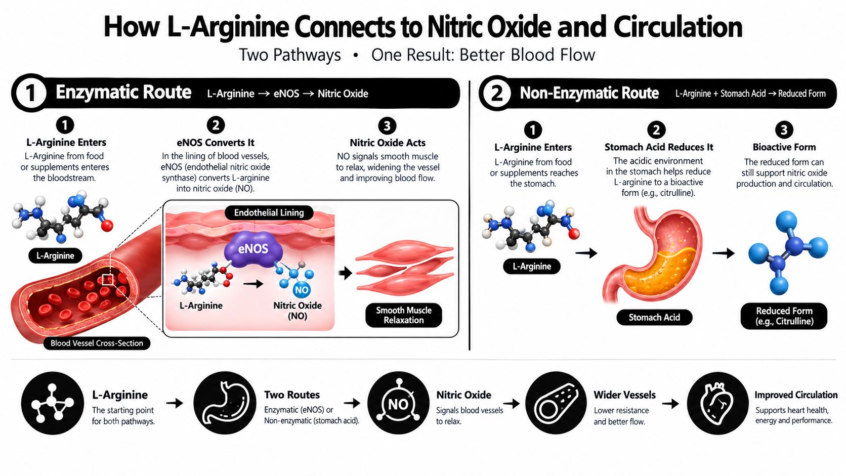 A diagram illustrating the two pathways by which L-Arginine supports nitric oxide production and cardiovascular blood flow.