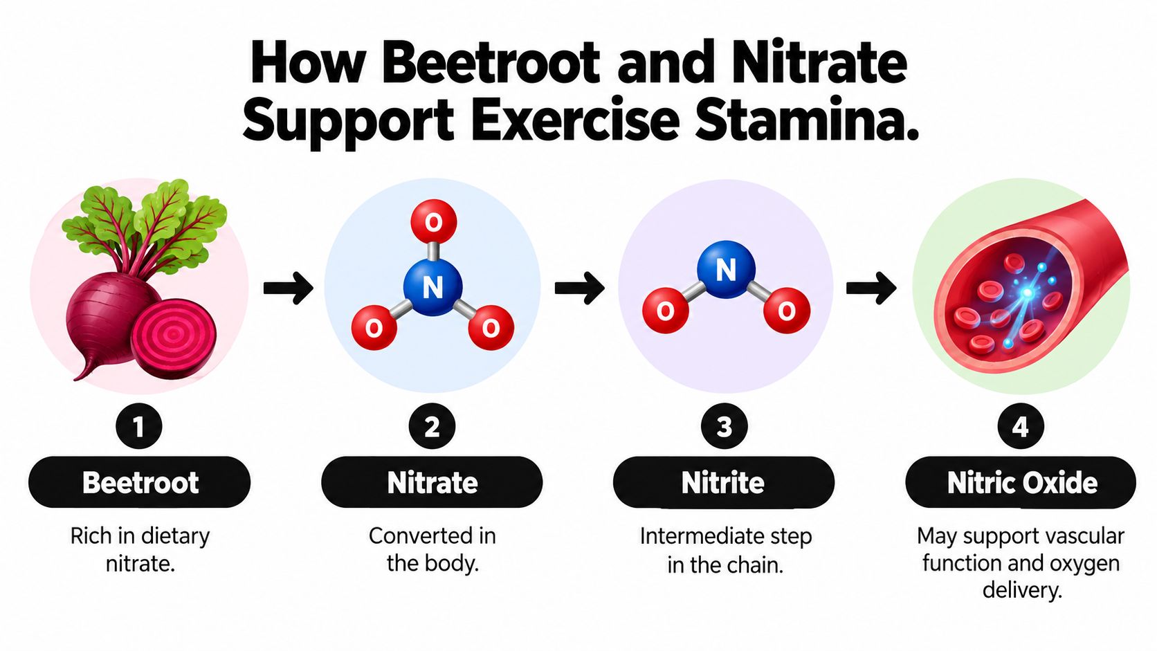 A four-step infographic explaining how beetroot dietary nitrate is converted into nitric oxide to support exercise stamina.