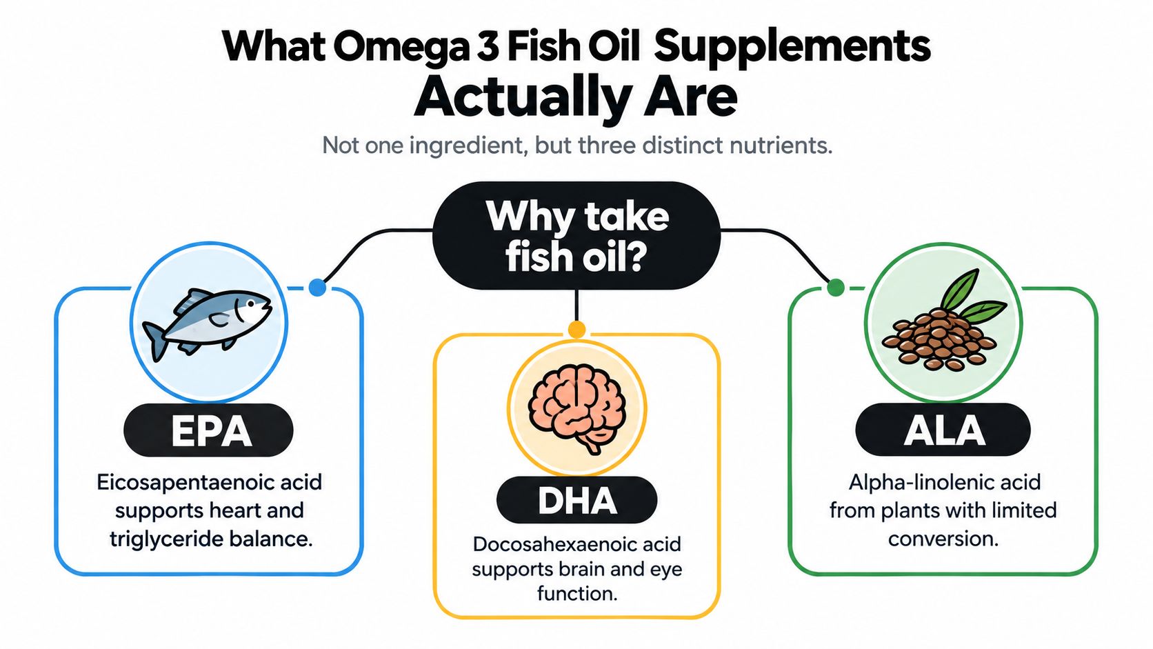 An infographic titled What Omega 3 Fish Oil Supplements Actually Are, detailing EPA, DHA, and ALA nutrients.