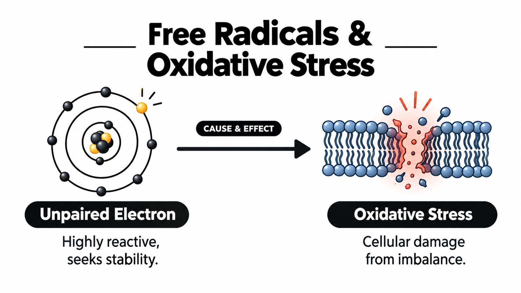A diagram illustrating how free radicals with unpaired electrons cause cellular damage through oxidative stress.
