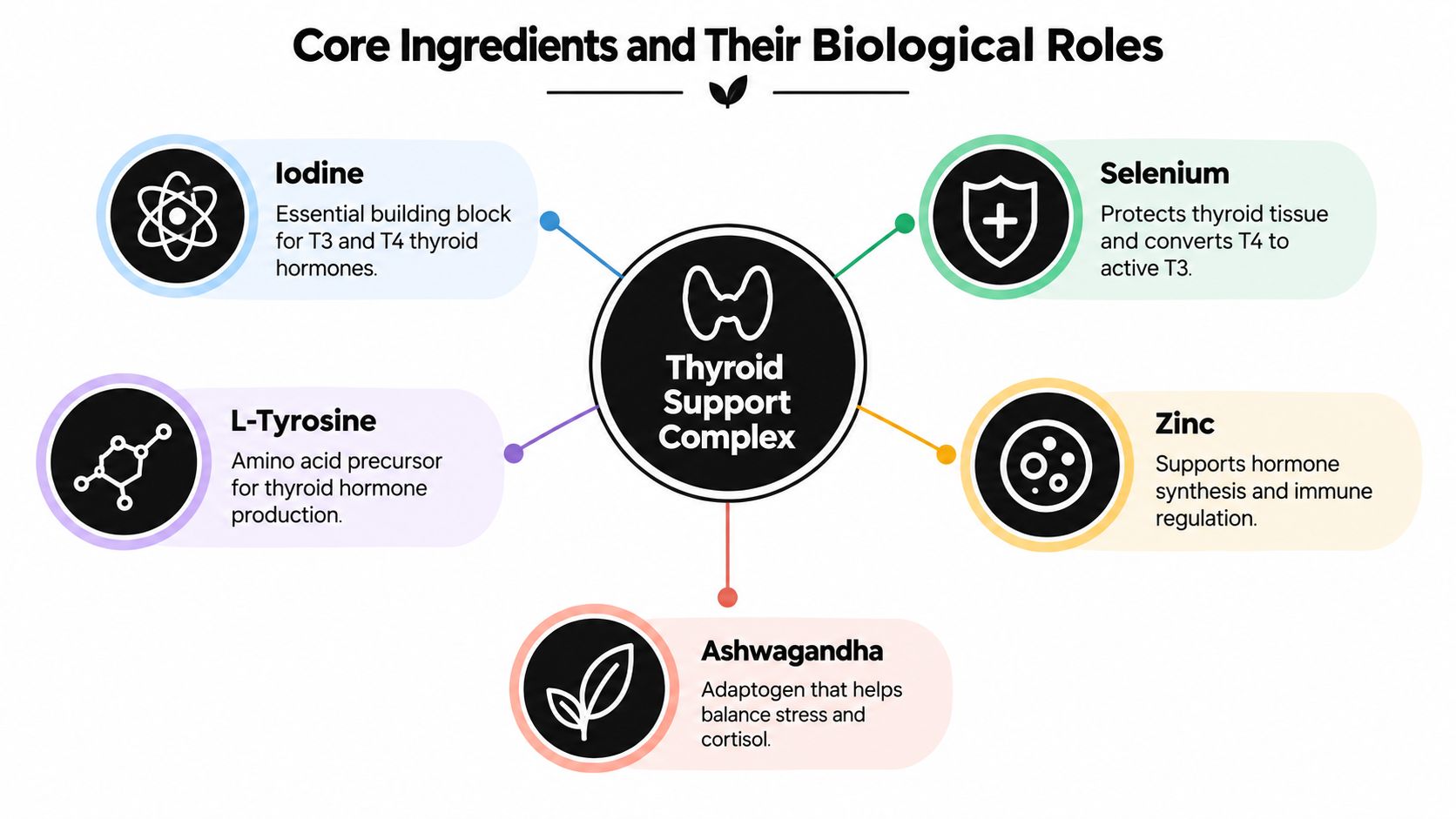 A diagram illustrating the core ingredients in a thyroid support complex and their specific biological roles.