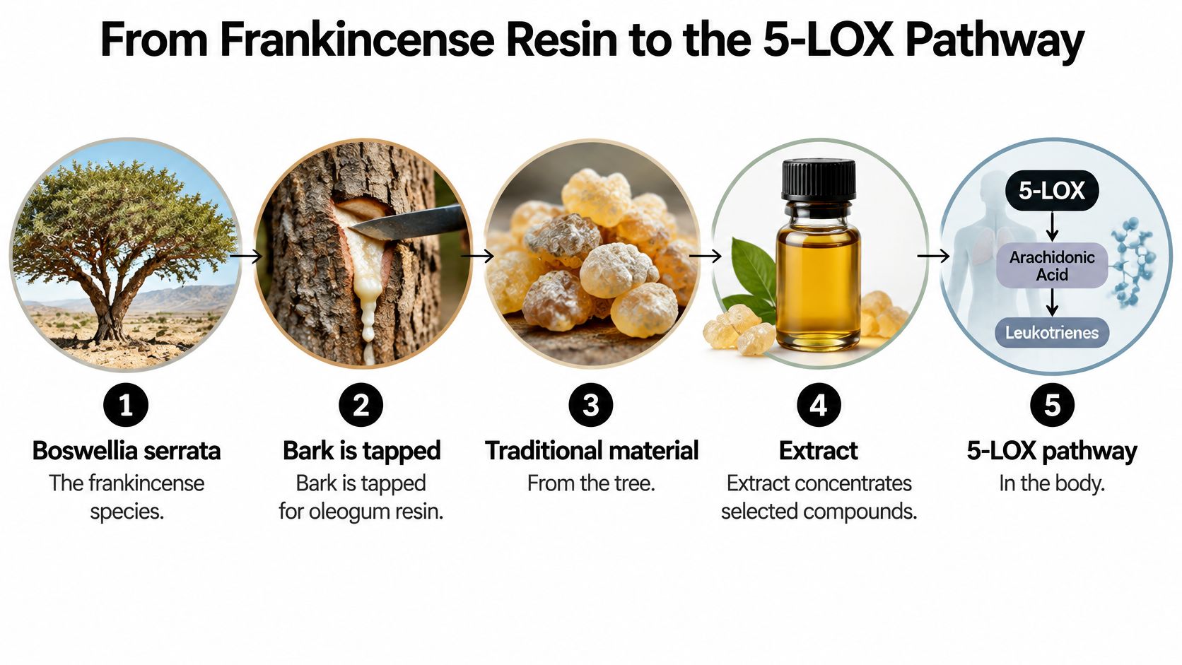 An educational infographic showing the five stages of producing Boswellia serrata extract from tree to biological process.