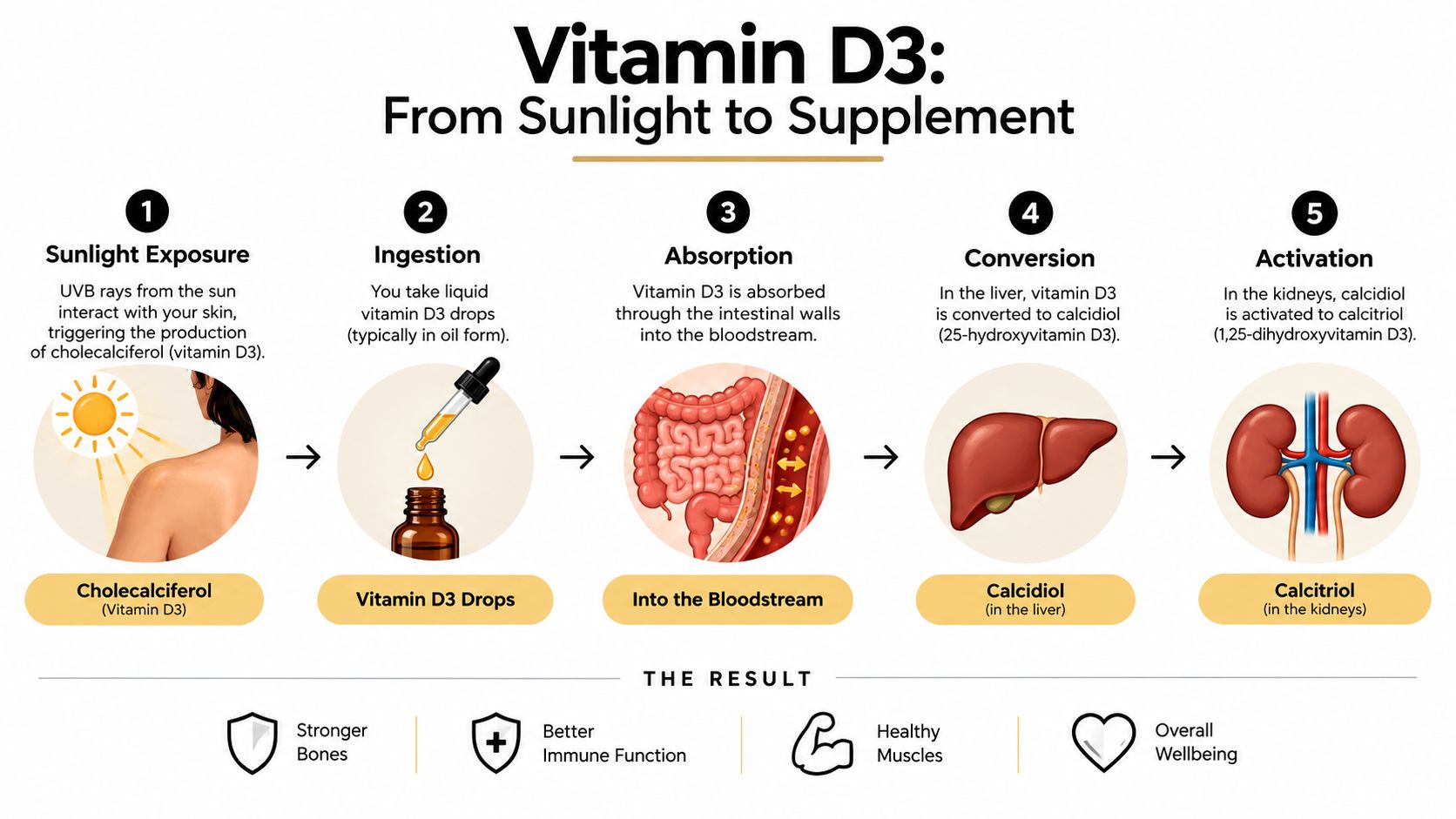 A five-step infographic showing how vitamin D3 is produced via sunlight or ingested as liquid drops.