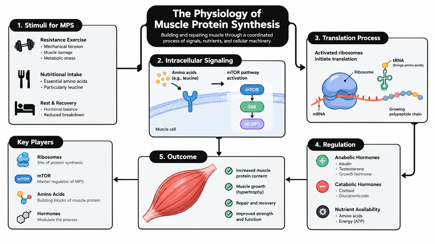 An infographic detailing the physiology of muscle protein synthesis, including stimuli, signaling pathways, and biological outcomes.