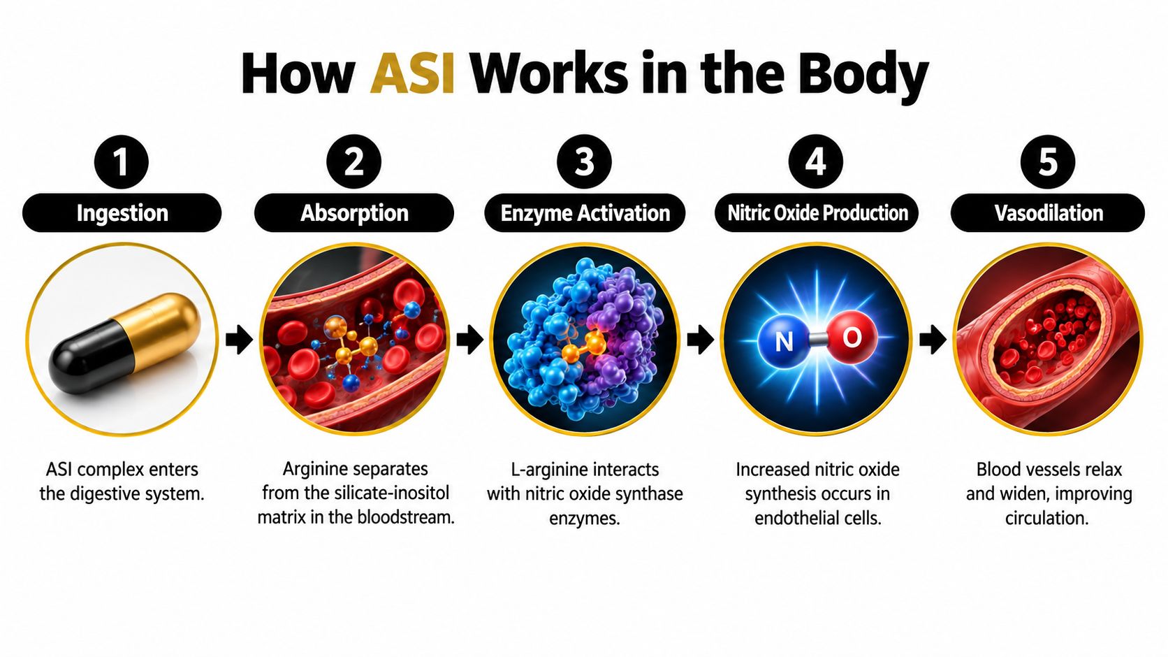 A five-step infographic showing how the ASI supplement improves circulation through nitric oxide production and vasodilation.