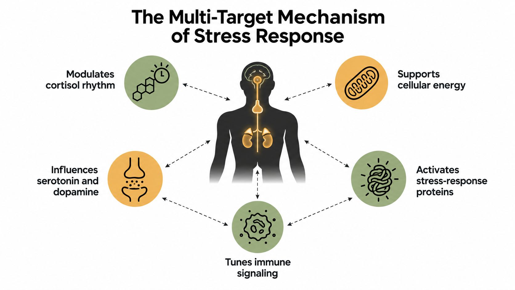 A diagram illustrating the multi-target mechanisms of the stress response within the human body systems.