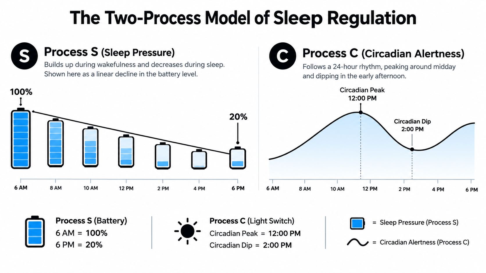 A diagram explaining the Two-Process Model of Sleep Regulation, featuring Process S sleep pressure and Process C circadian alertness.