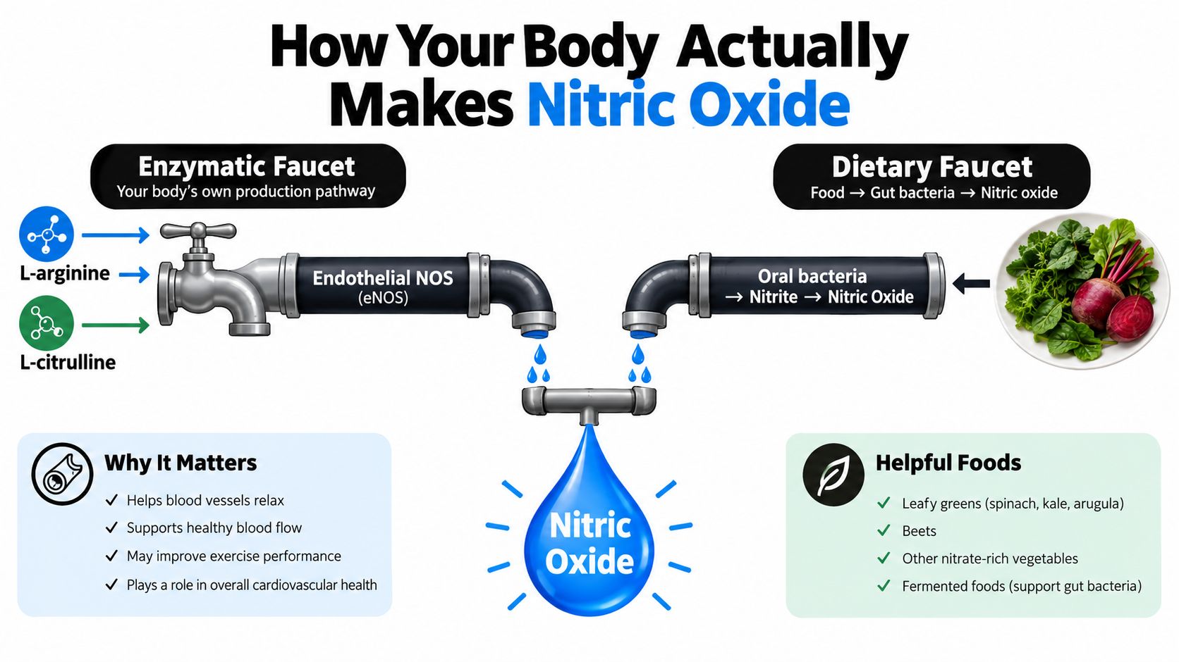 A diagram illustrating how the body produces nitric oxide through enzymatic and dietary pathways using pipes.