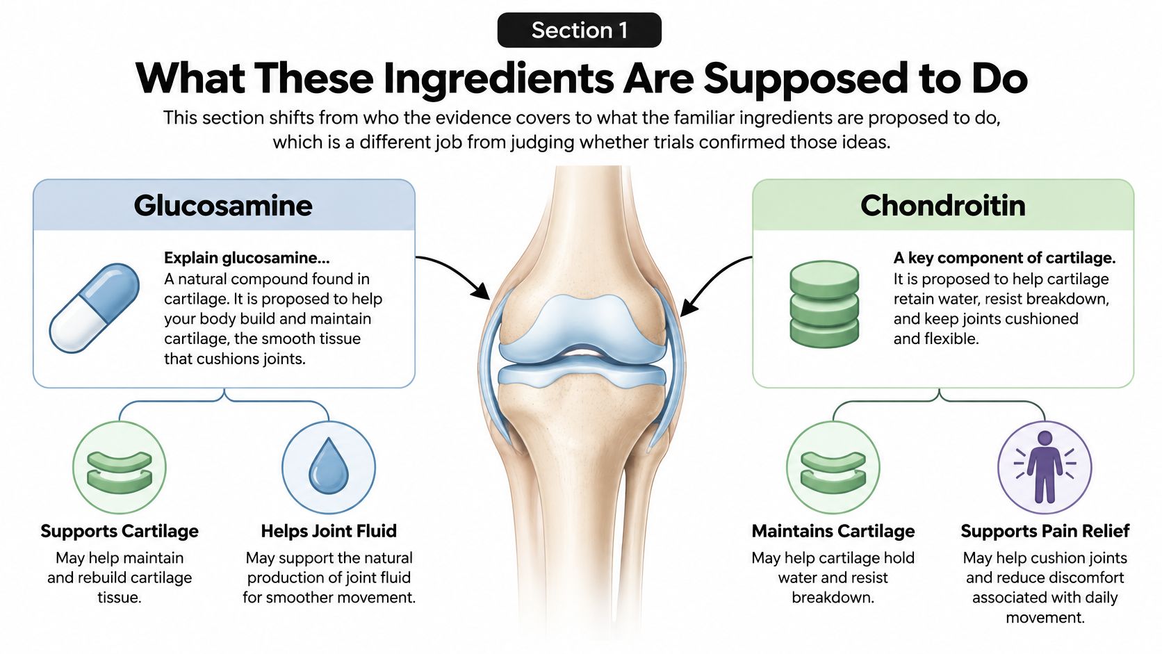 An infographic showing the proposed benefits of glucosamine and chondroitin supplements for maintaining healthy joint cartilage.