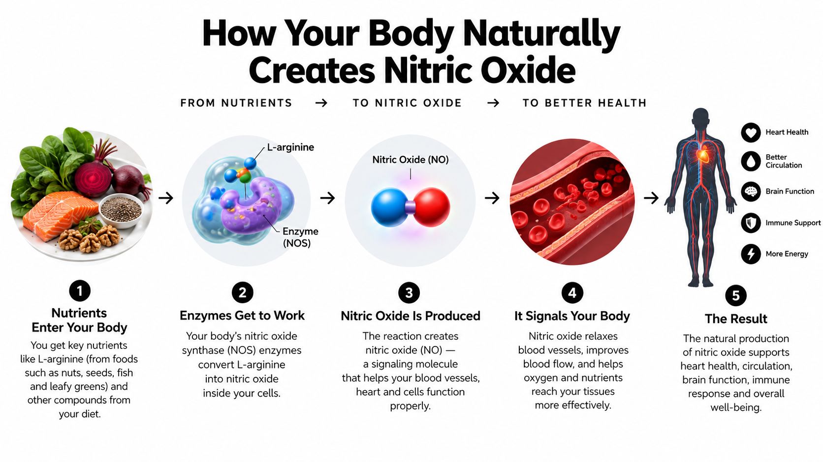 An infographic showing the five-step biological process of how nutrients convert into nitric oxide to improve health.