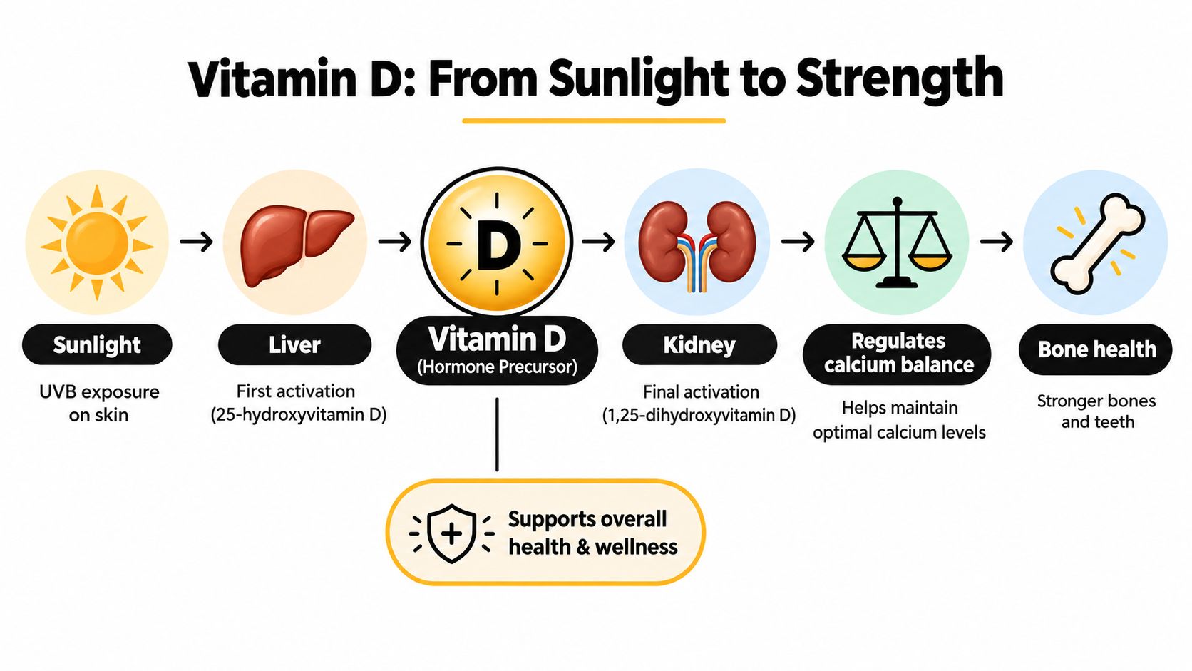 A diagram illustrating the production of vitamin D from sunlight exposure to activation in organs and bone health.