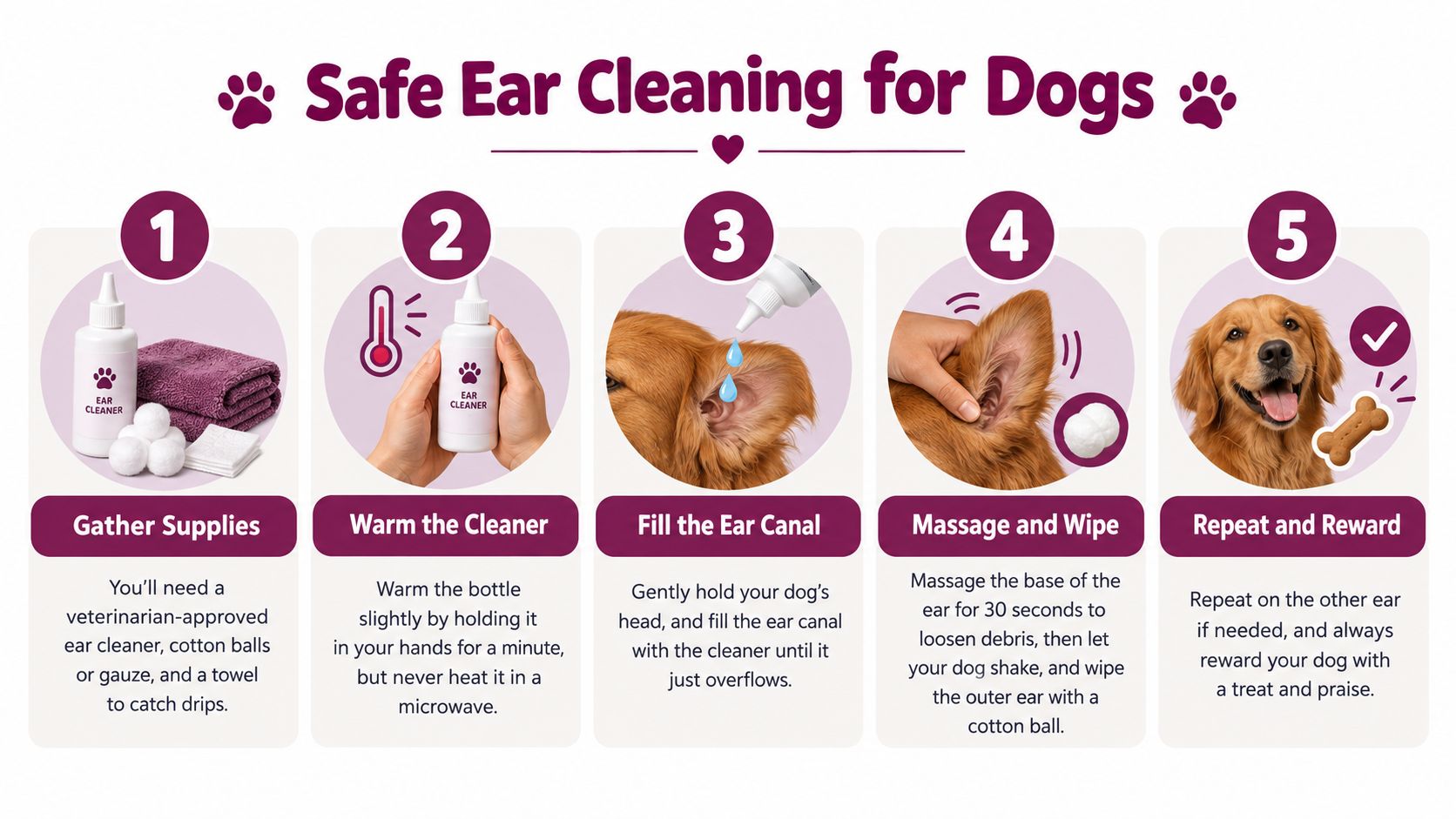 An infographic showing five easy steps for safely cleaning a dog's ears at home with instructions.