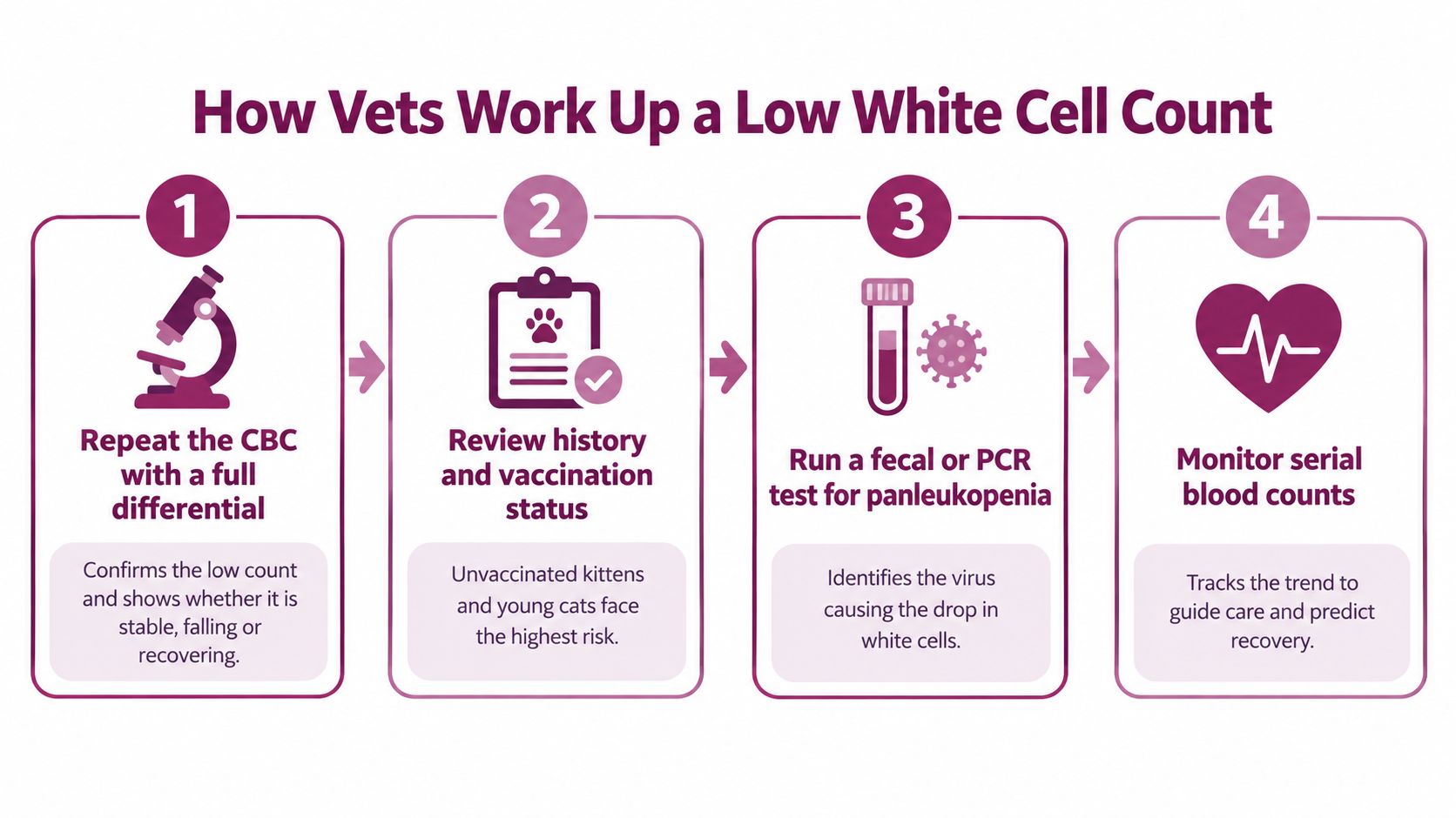 An infographic illustrating the four-step veterinary process for diagnosing a low white blood cell count in cats.