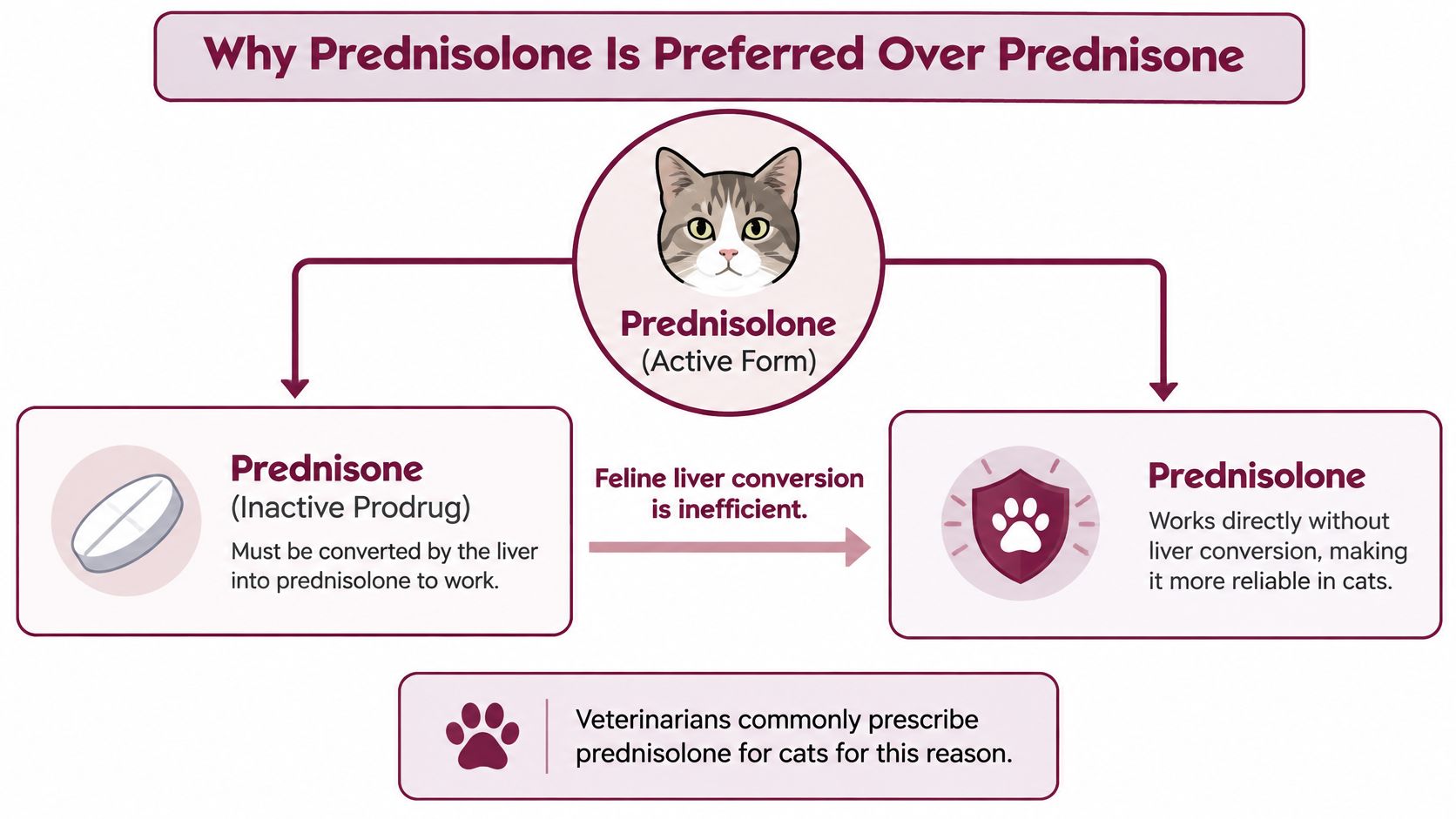 A diagram explaining why cats should be prescribed prednisolone instead of prednisone due to inefficient liver conversion.