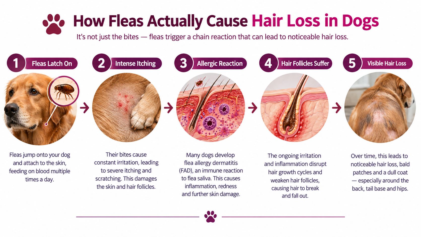 An infographic showing the five steps of how flea bites lead to hair loss in dogs.