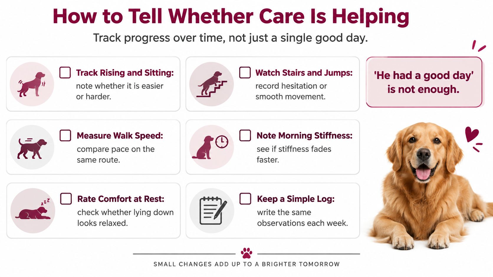 An infographic showing ways to track progress in dogs with mobility issues, including movement, walking speed, and comfort.