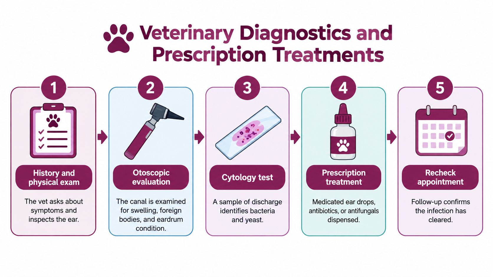 A five-step infographic showing the veterinary diagnostic process for treating pet ear infections with medication.