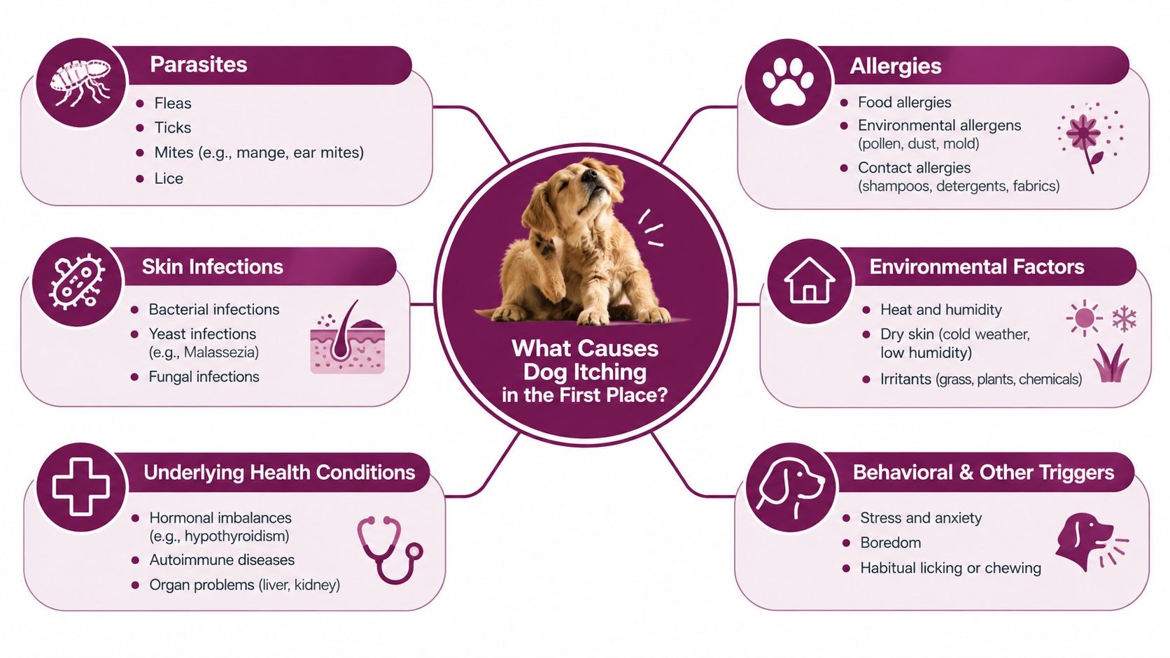 An educational infographic chart detailing common causes of dog itching including parasites, allergies, and infections.