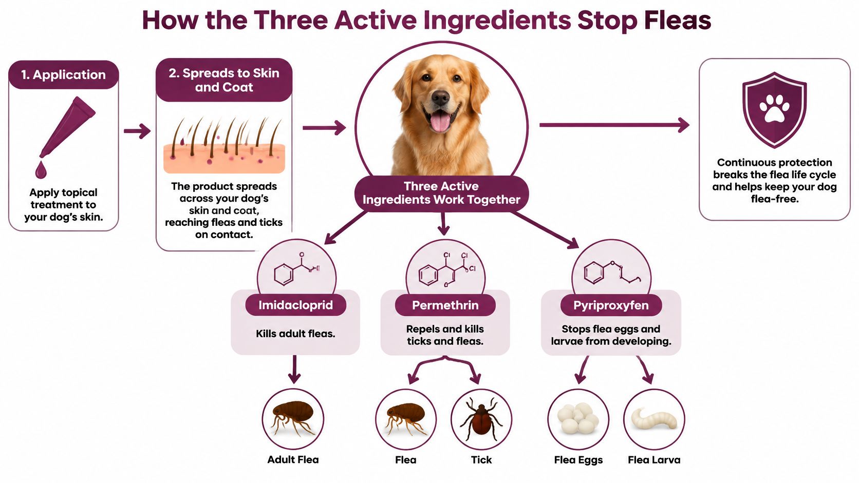 A diagram explaining how topical flea treatment with Imidacloprid, Permethrin, and Pyriproxyfen works on dogs.