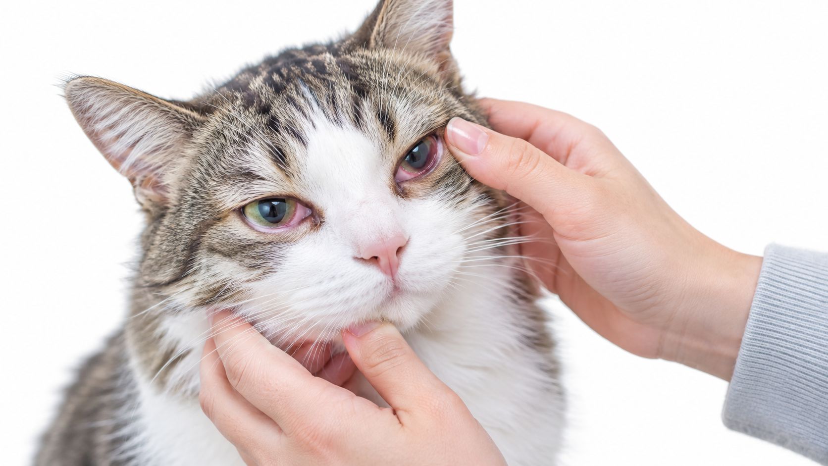 A close-up view of a veterinarian examining a cat with inflamed, red eyes for medical treatment.