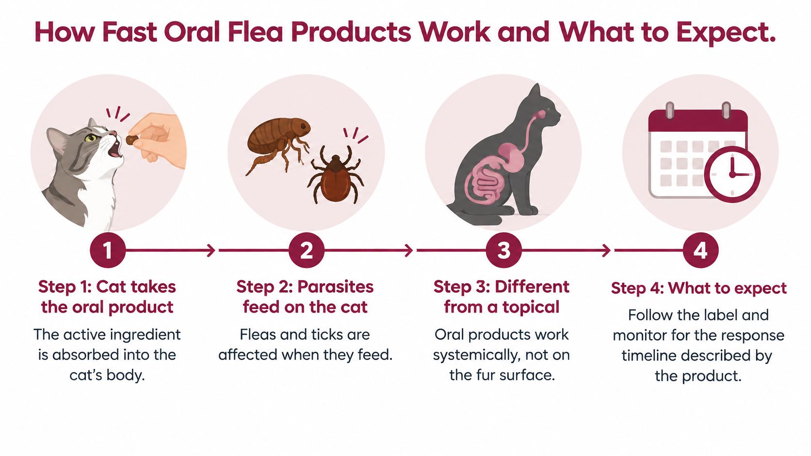 A four-step infographic explaining how oral flea and tick medication works systemically within a cat's body.