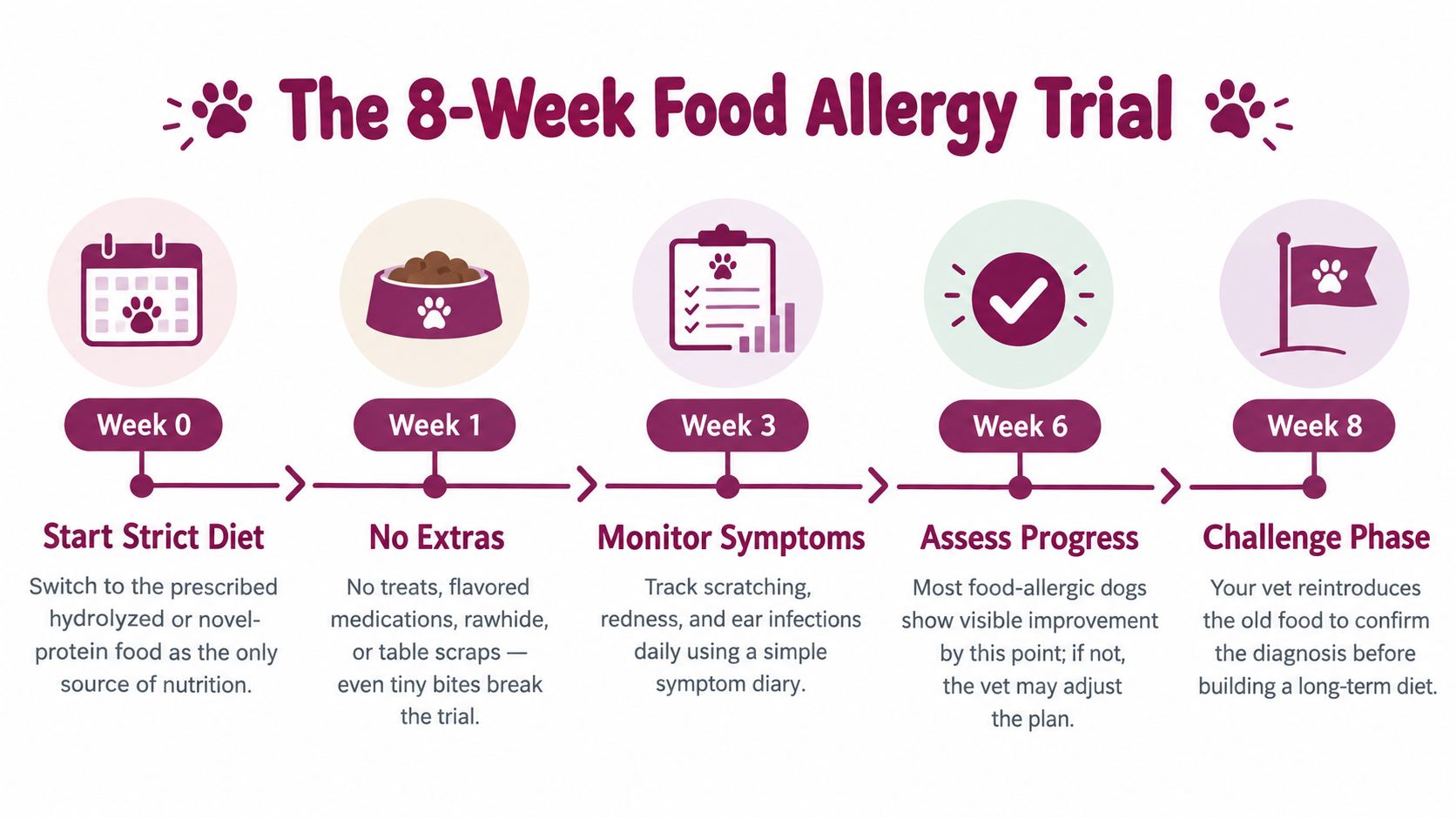 A colorful infographic illustrating an eight-week food allergy trial plan for diagnosing and treating dog skin allergies.