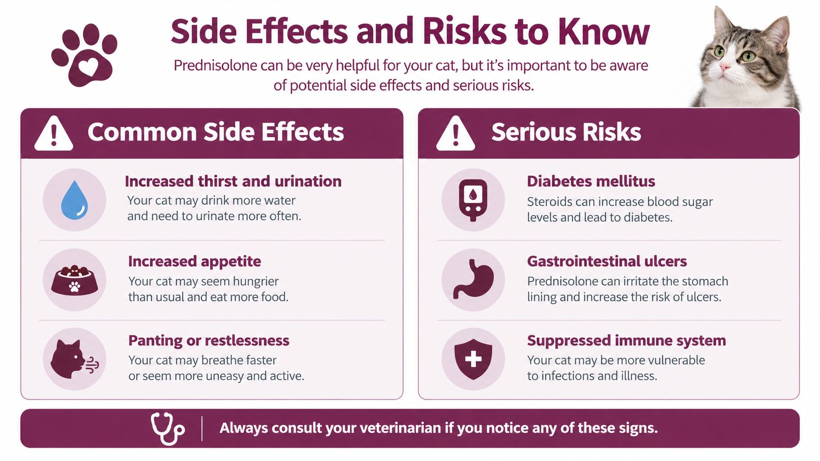 An infographic showing common side effects and serious risks of prednisolone medication for cats.