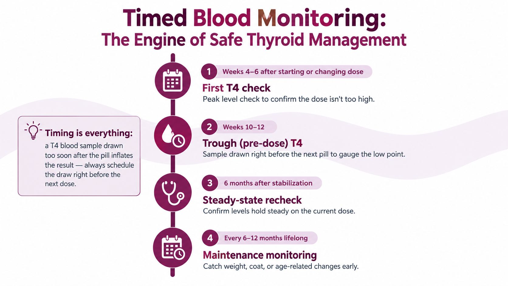 An infographic showing a timeline for timed blood monitoring of thyroid medication in dogs.