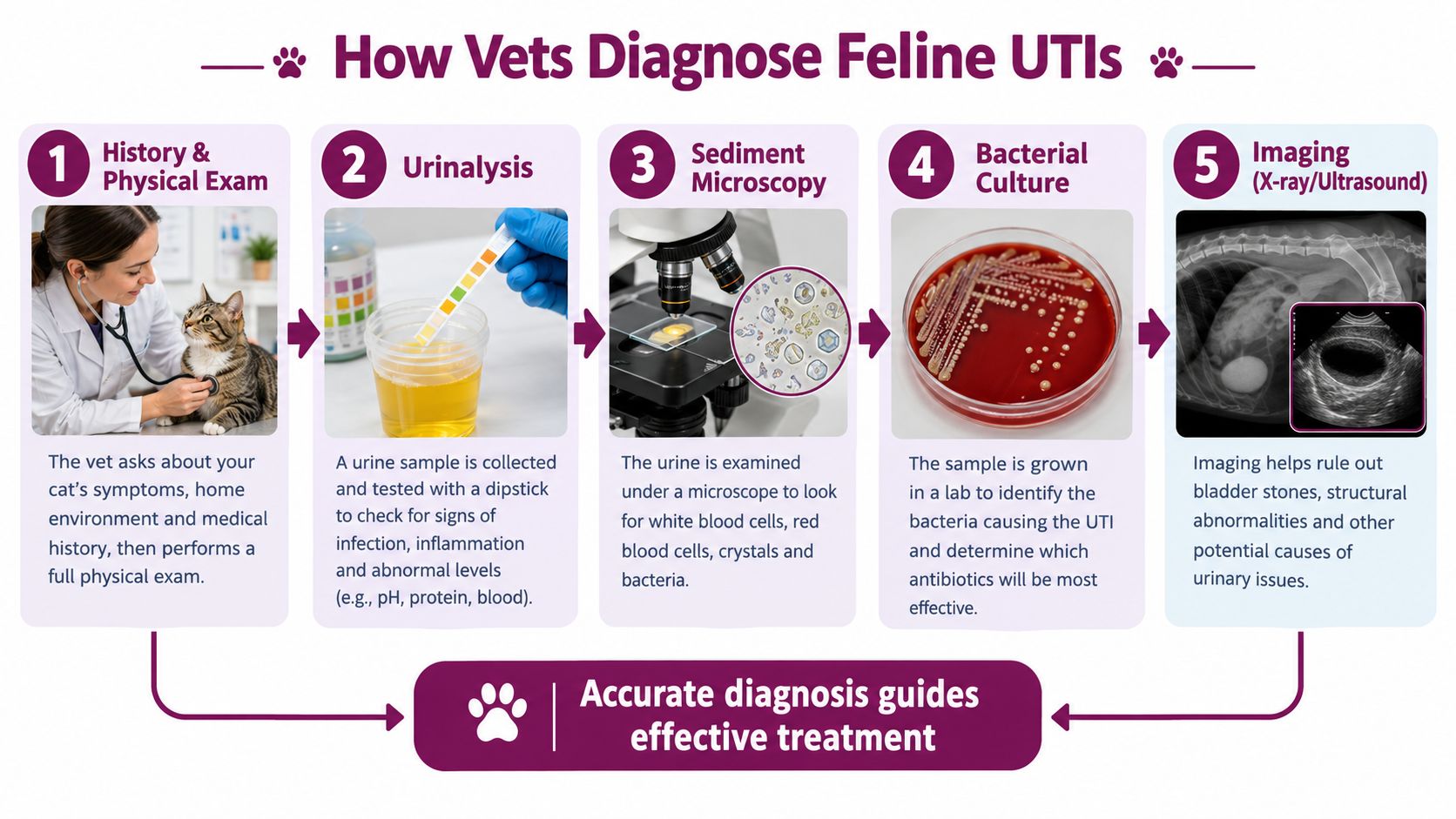 A flowchart showing the five step veterinary diagnostic process for identifying feline urinary tract infections.