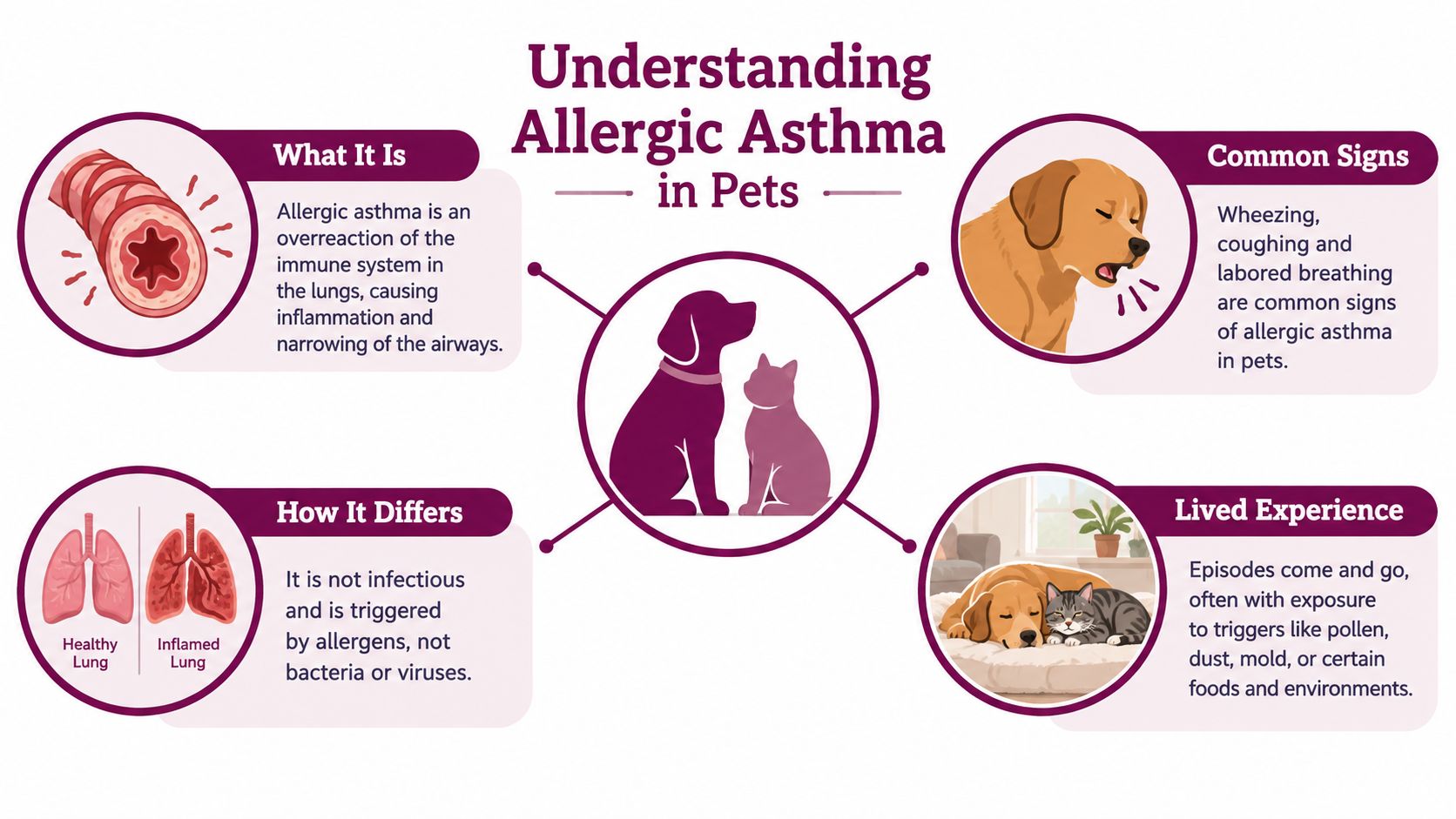 An infographic titled Understanding Allergic Asthma in Pets, showing symptoms, causes, and environmental triggers for dogs and cats.