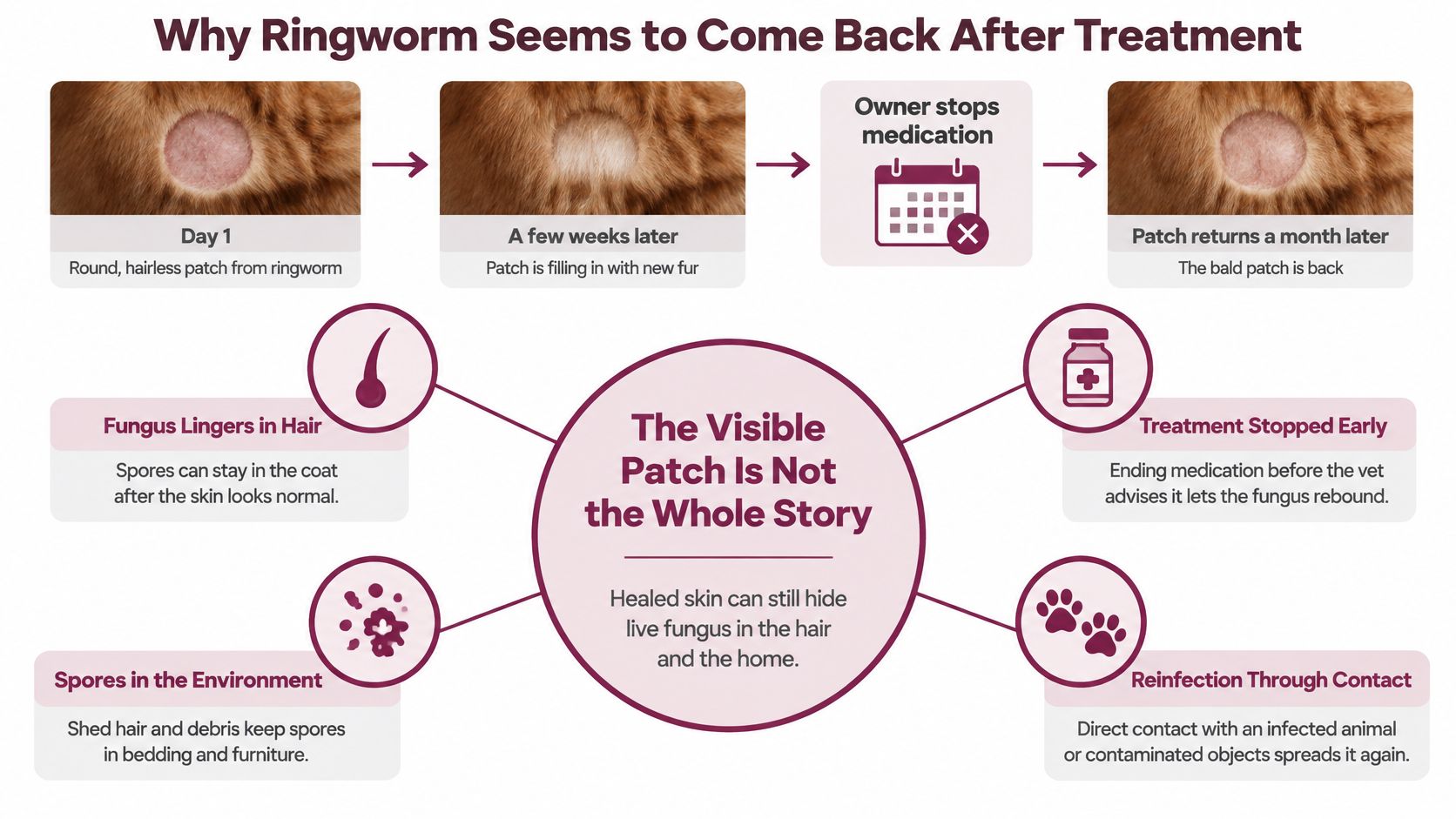An infographic explaining why ringworm infections often return in pets after treatment appears to be working.